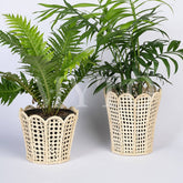 Scaloped Container SM 15x13 Tall Includes Glass Insert NATURAL